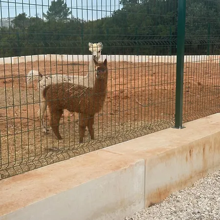 A Quinta Do Ti Carlitos By Ferienhaus